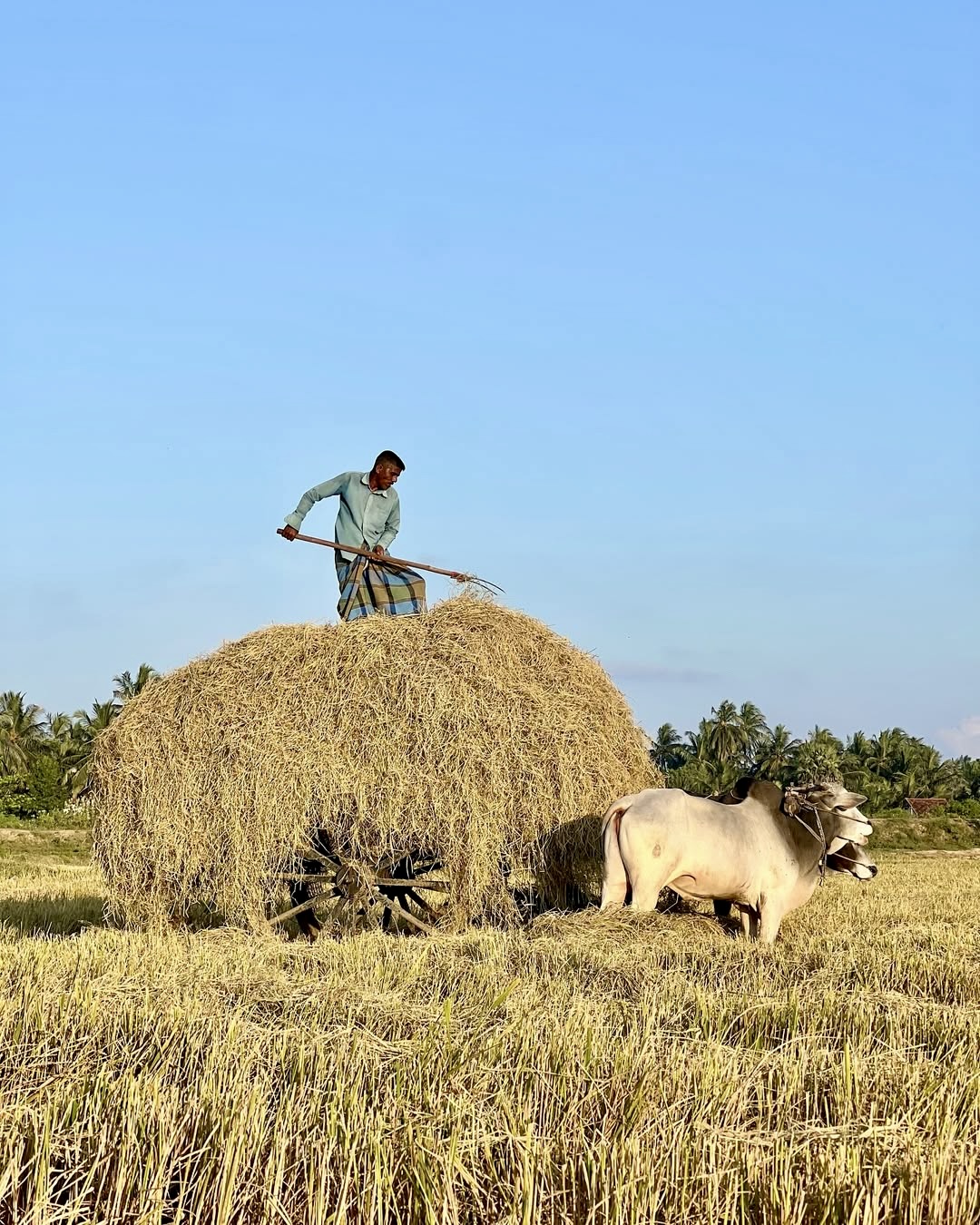 Arugam Bay Village Life